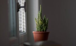 cactus, spines, succulent, pot, window, handle, cactus, cactus, cactus, cactus, cactus